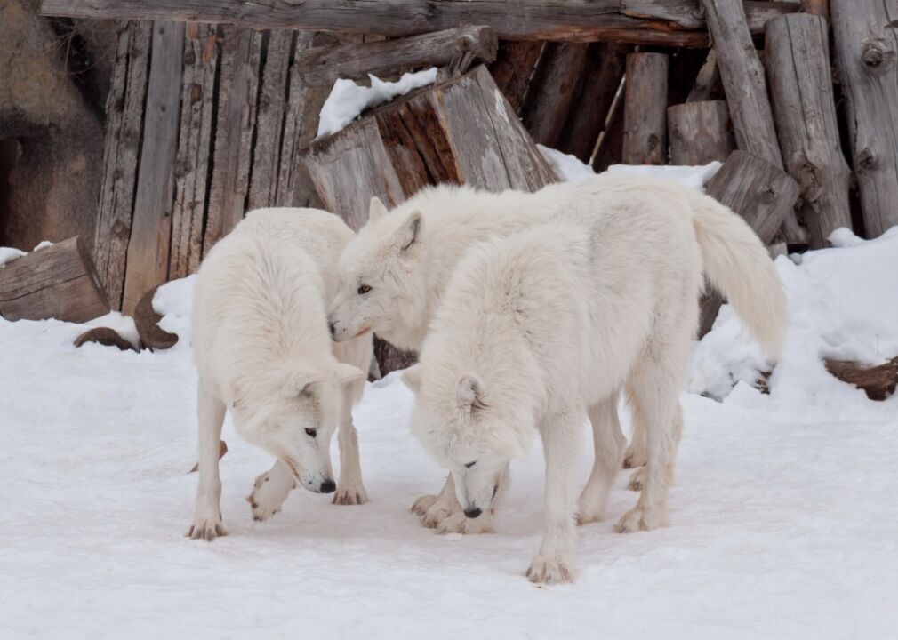 Wolves